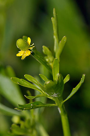 Buttercup_Celery-leaved_LP0287_06_Bushy_Park