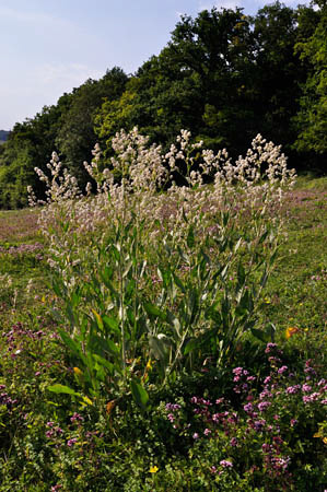 Dittander_LP0285_21_Woldingham