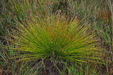 Deergrass_LP0289_04_Thursley