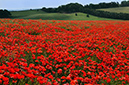 Poppy_field_LP0279_09_Chicklade