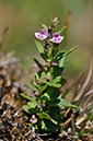 Skullcap_Lesser_LP0289_55_Thursley