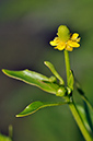 Buttercup_Celery-leaved_LP0287_09_Bushy_Park