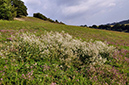 Dittander_LP0285_14_Woldingham