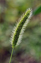 Bristle-grass_Green_LP0284_64_Great_Bookham