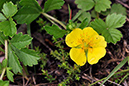 Tormentil_Trailing_LP0289_24_Thursley