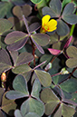 Yellow-sorrel_Procumbent_LP0284_32_Great_Bookham